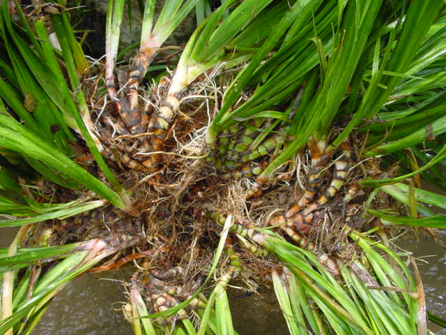 Dsc00142.jpg