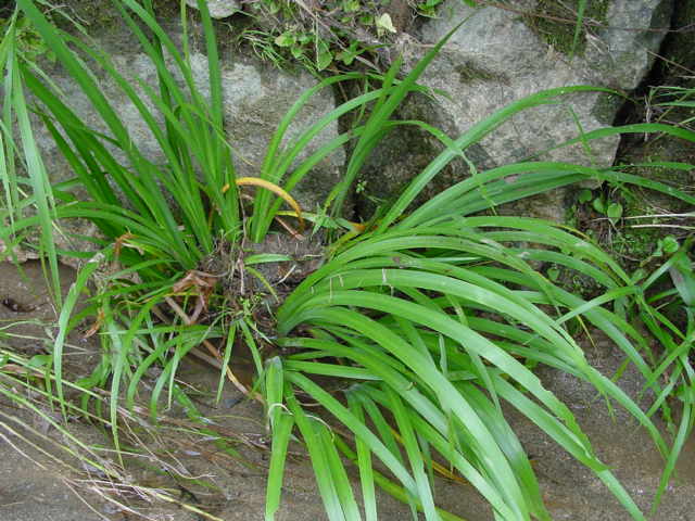 Dsc00127.jpg